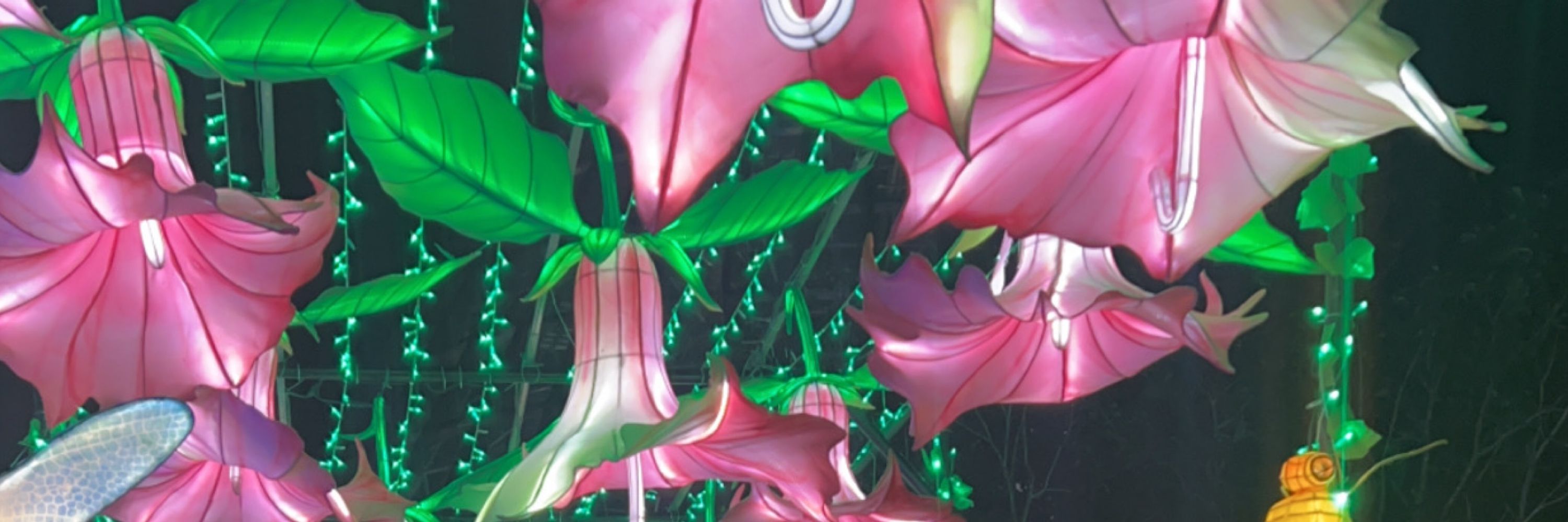 𝗅𝗈 ⟢