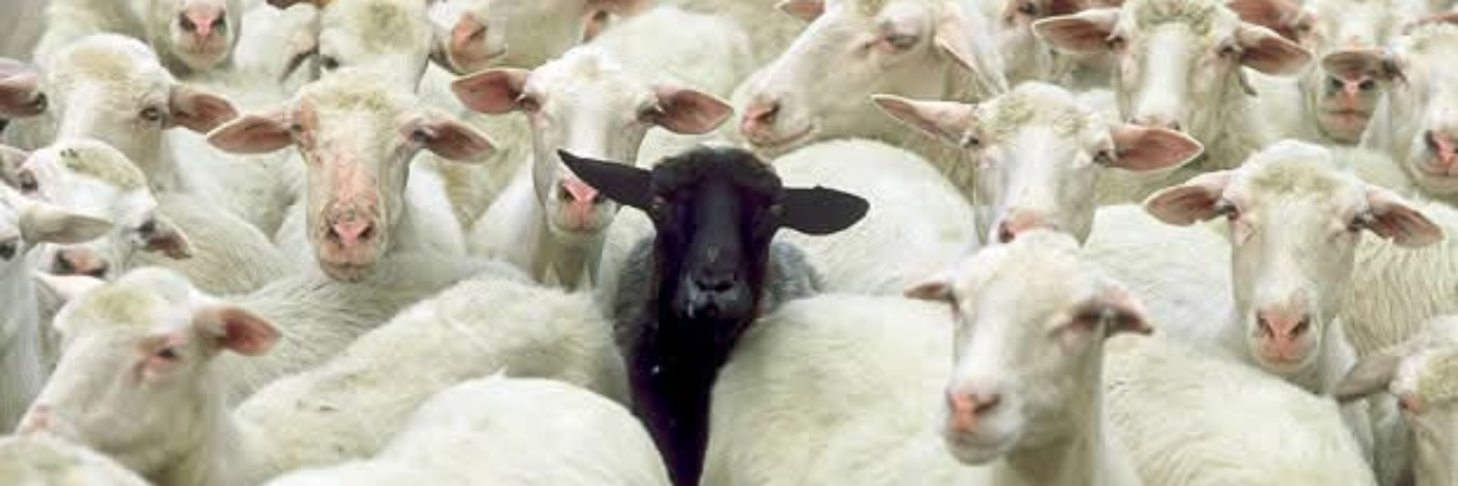 Impostich