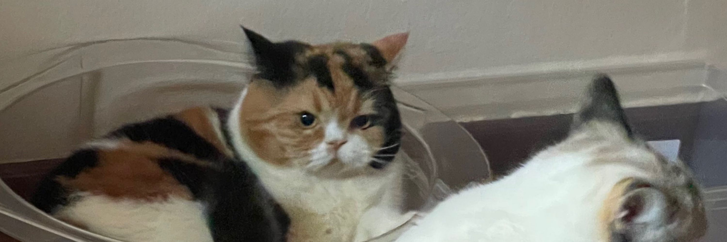 tubby