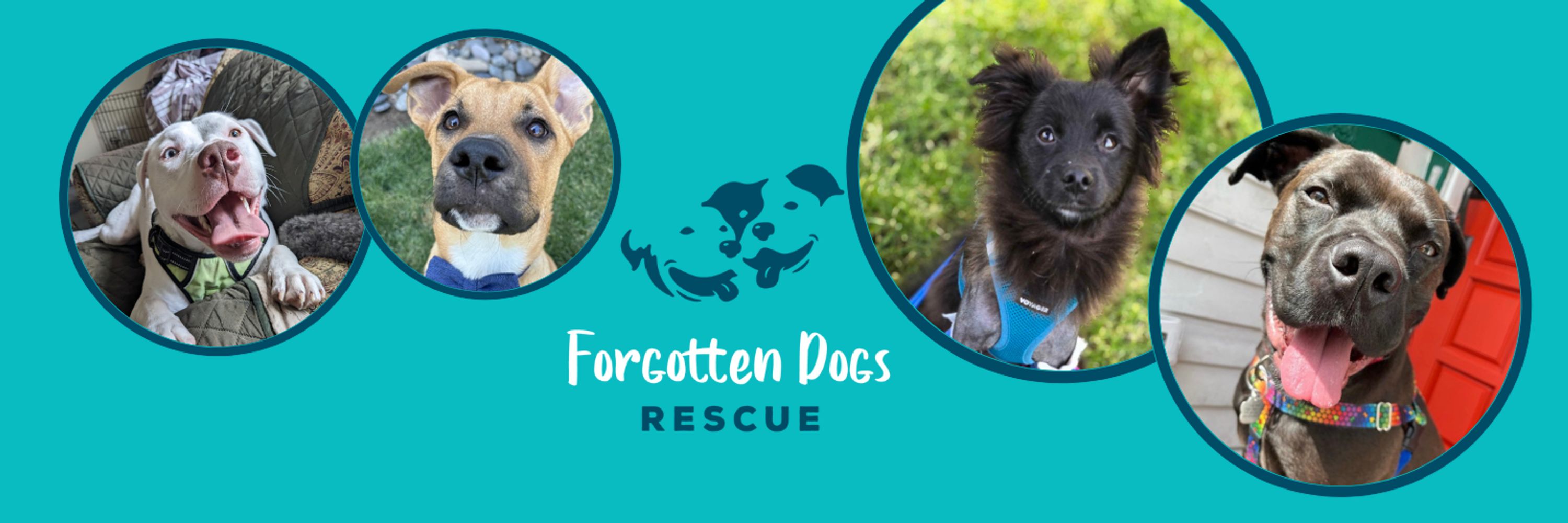 Forgotten Dogs Rescue