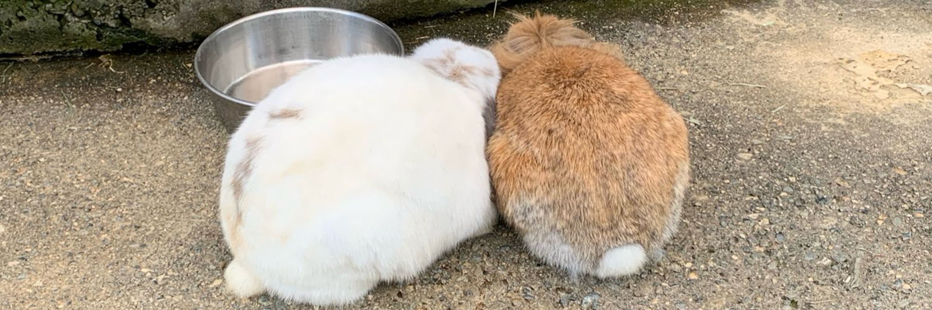 な⃨い⃨す⃨