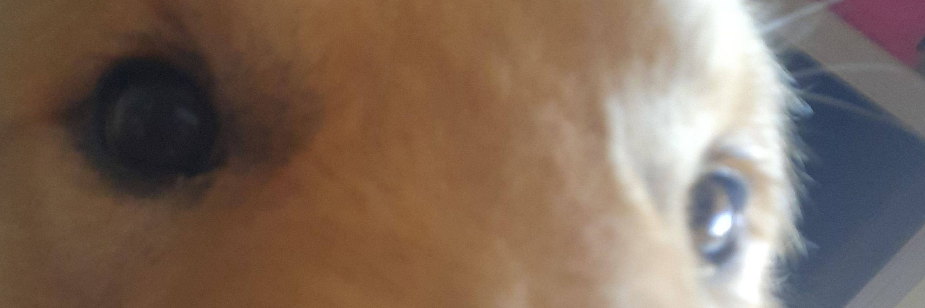 kalo?
