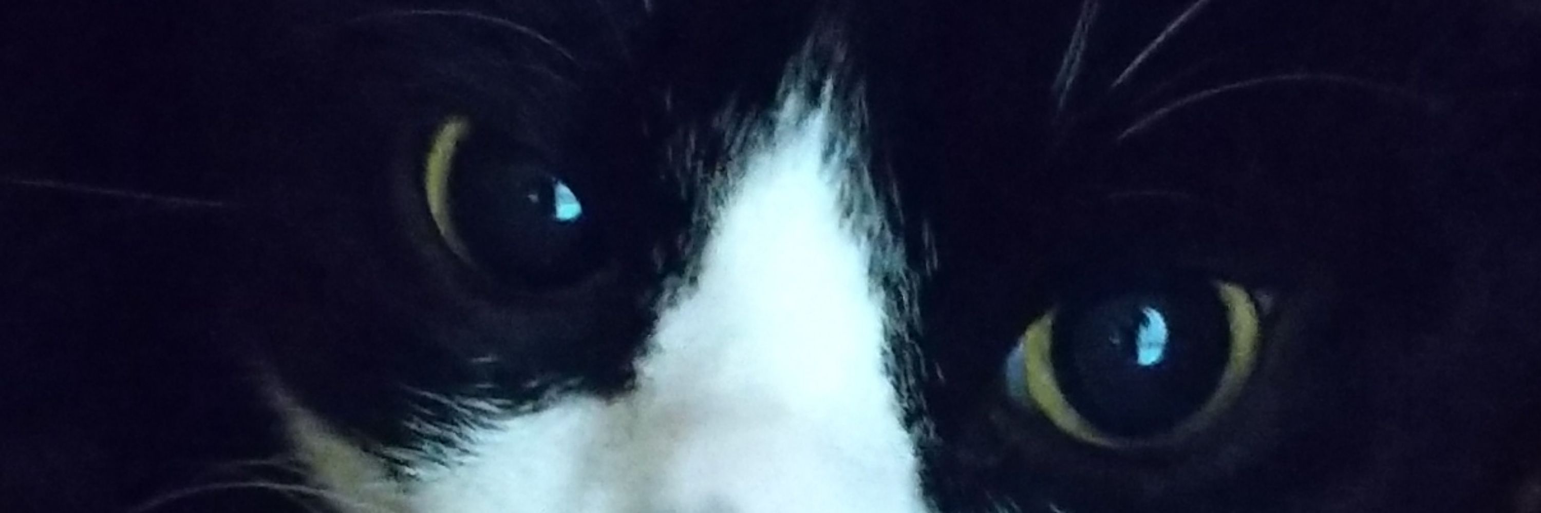 猫背な猫🐈‍⬛