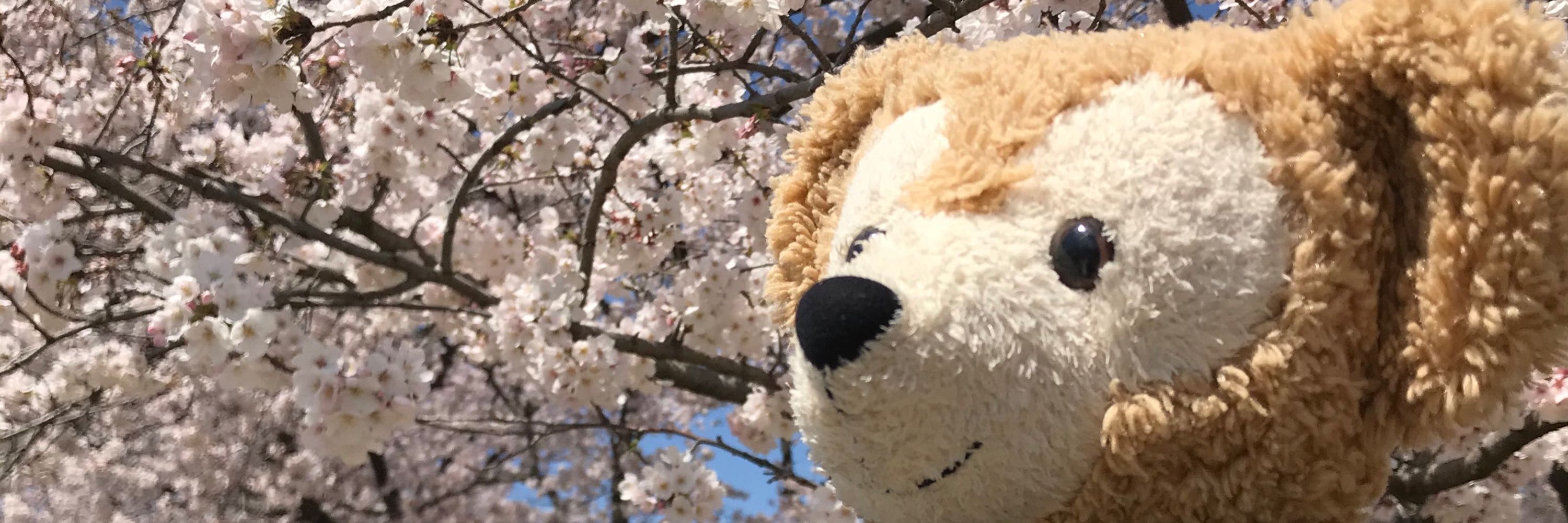くまのすけ＆彩