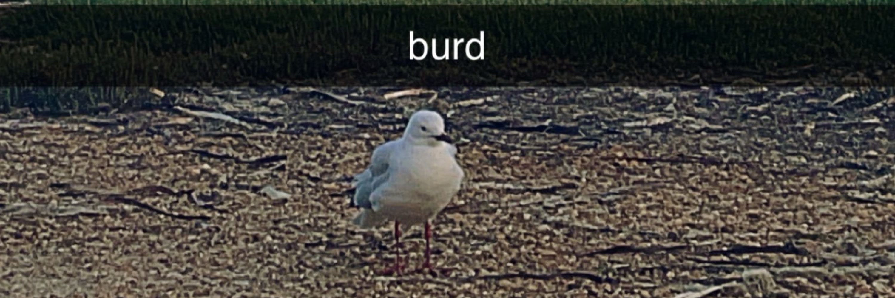 Jay?