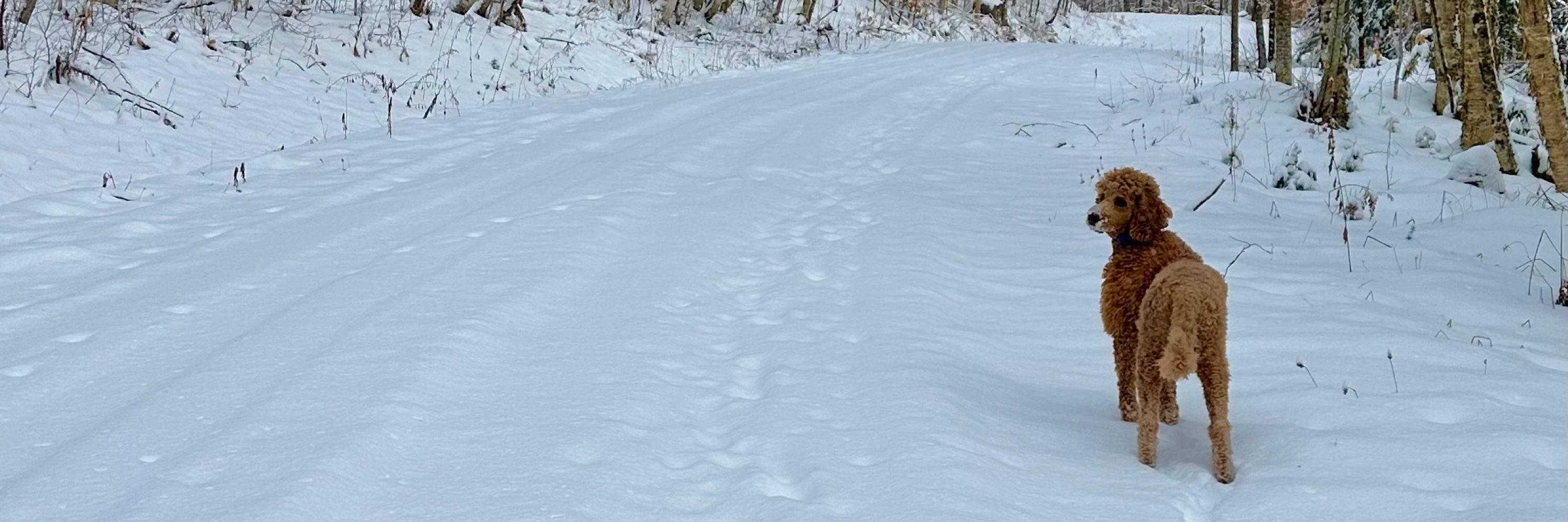 Roxanne Pancake of the Northern Woods