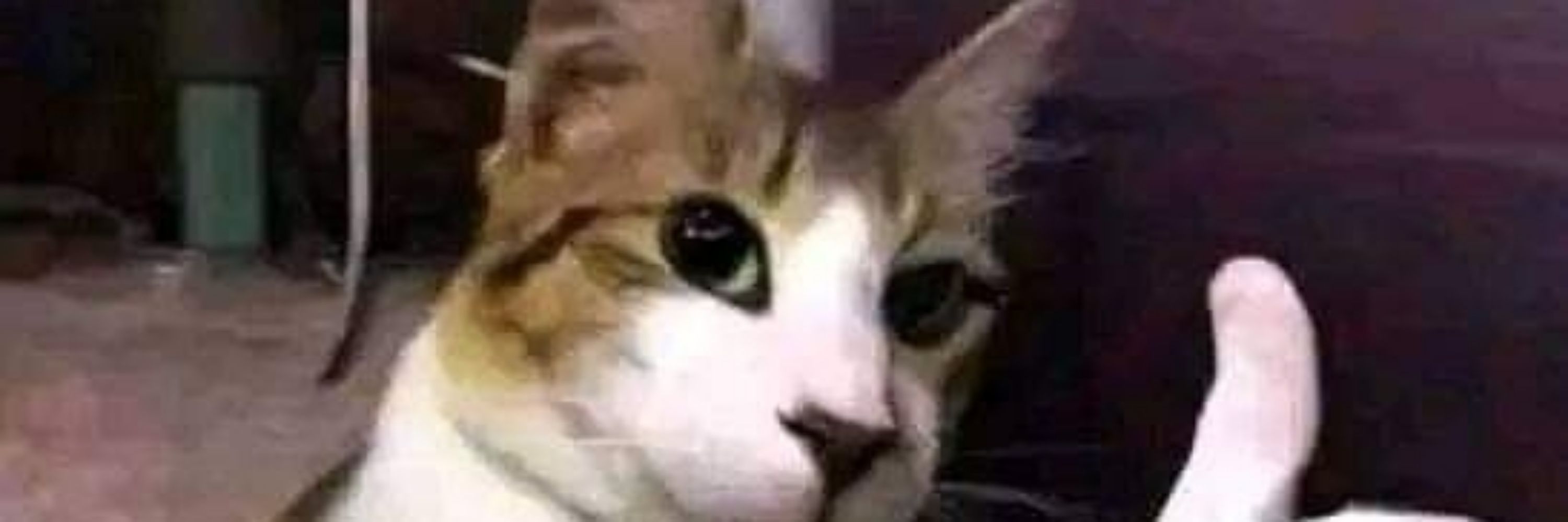 Pimbu The cats