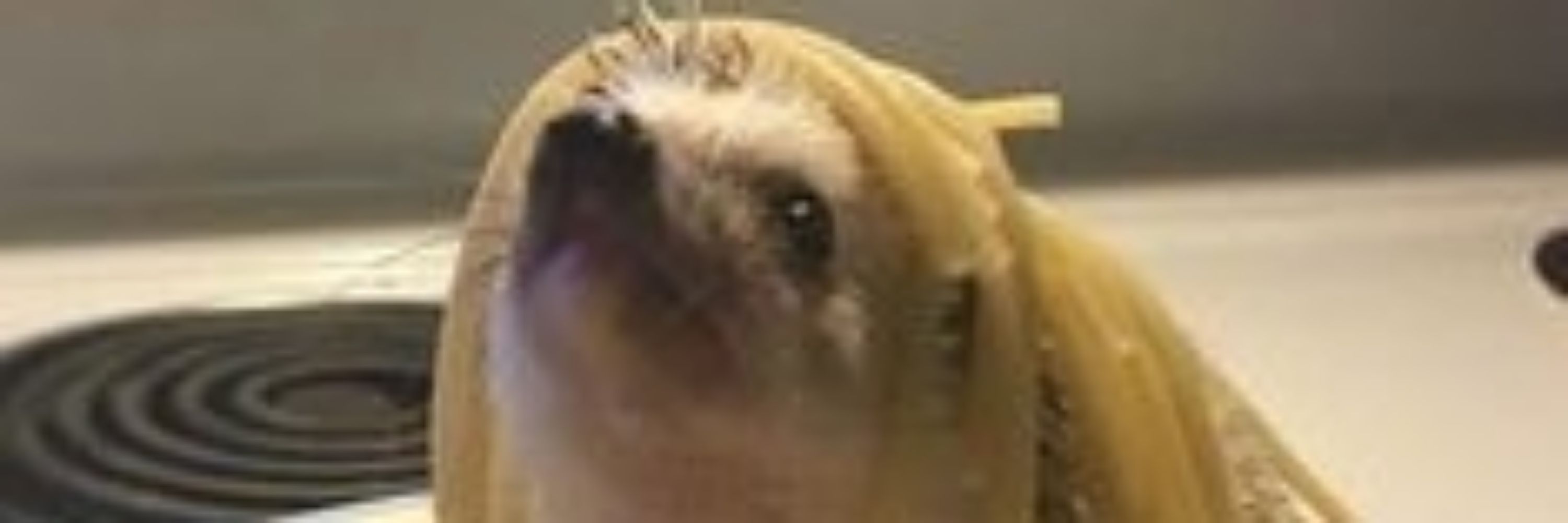 belle🦔🦔