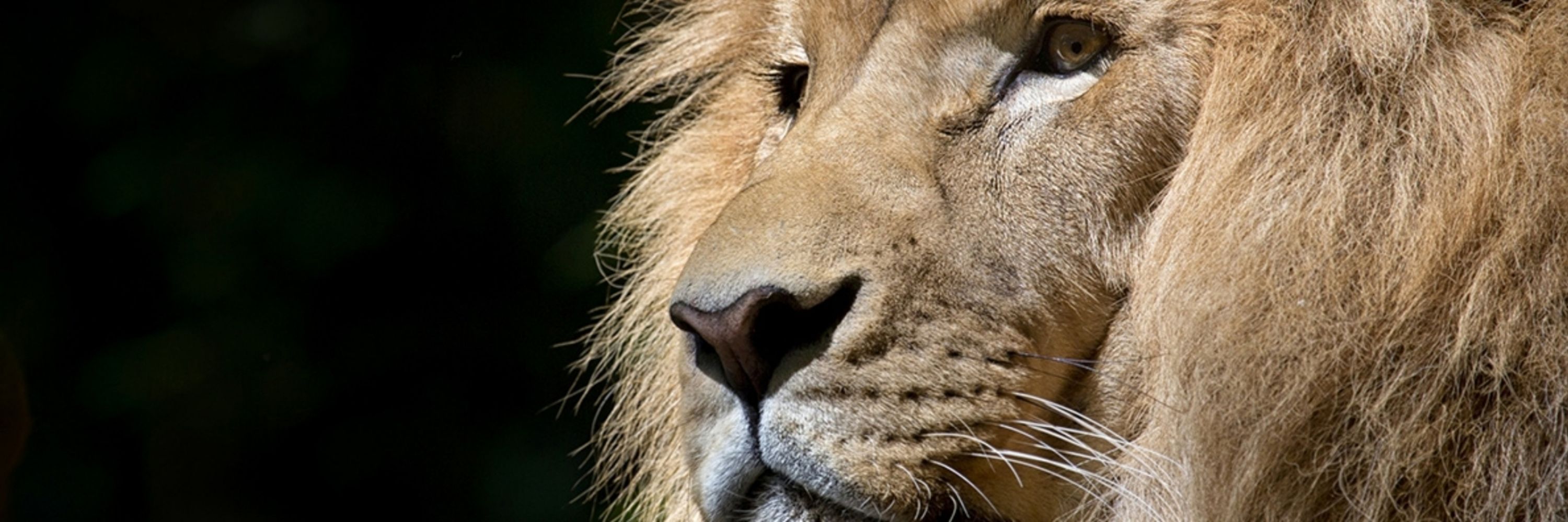 Gramps D. Lion
