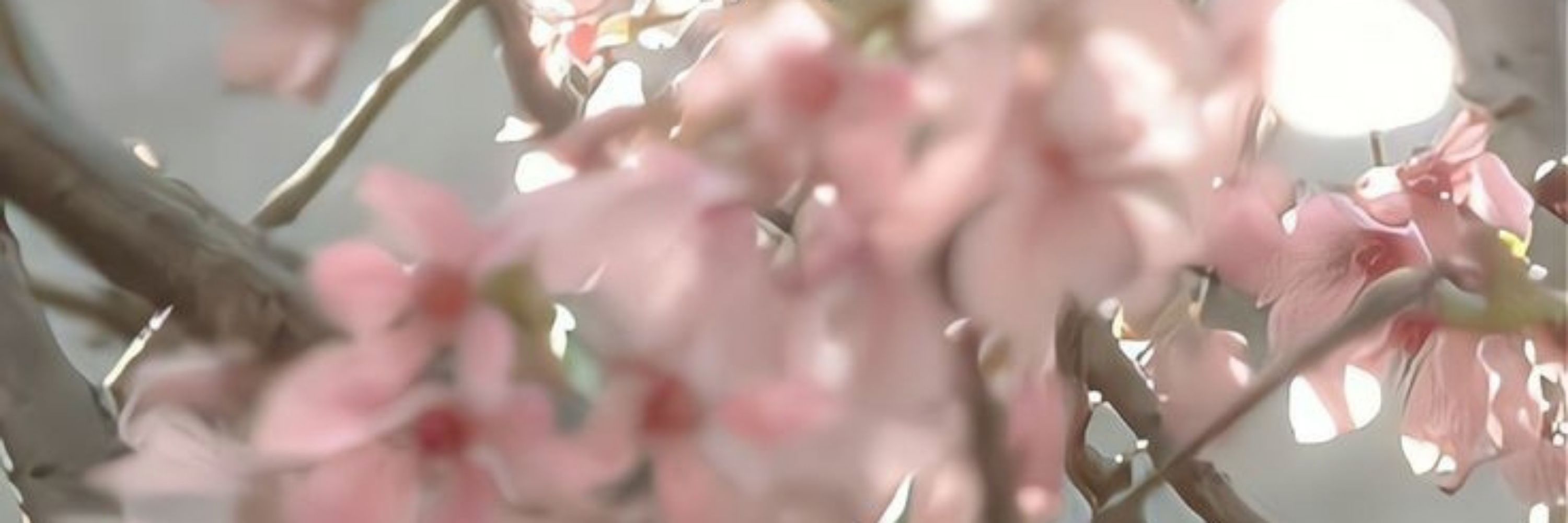 ☄︎  💐  𓈒  ᪤⃟  Ꮋ𐓟𝗇᳢ׄn𐐼 👐🏻  ׄ  ᮭ﹥◡﹤  ࣭  🌷 ⭛