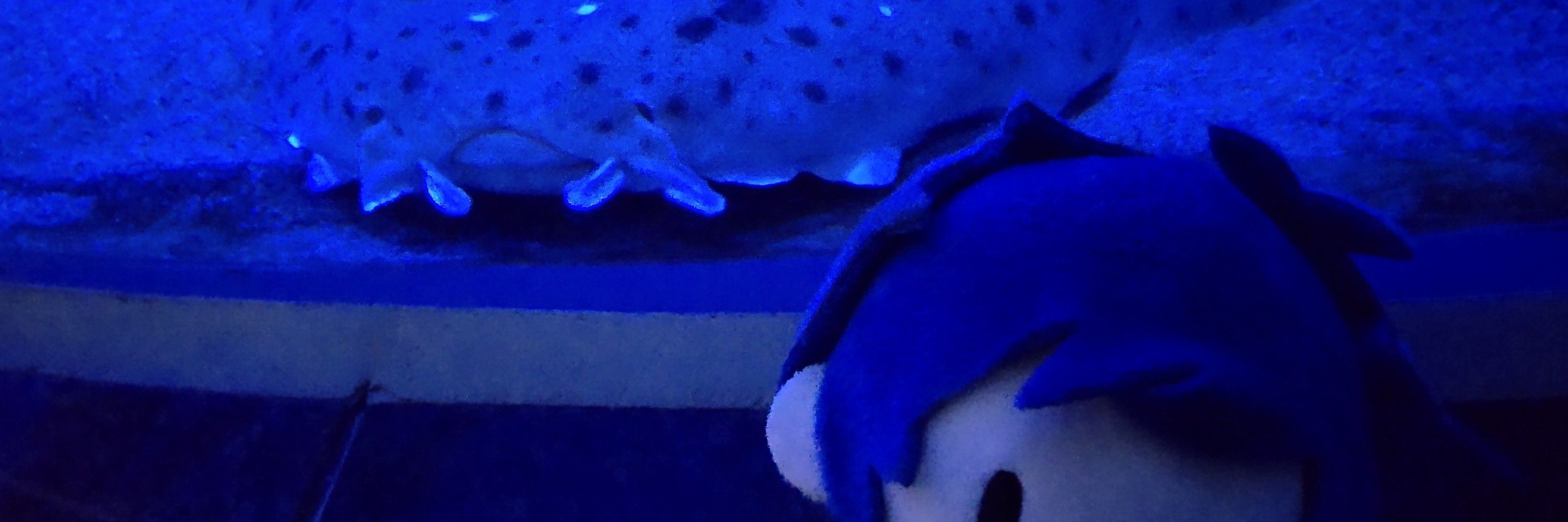しんぐる