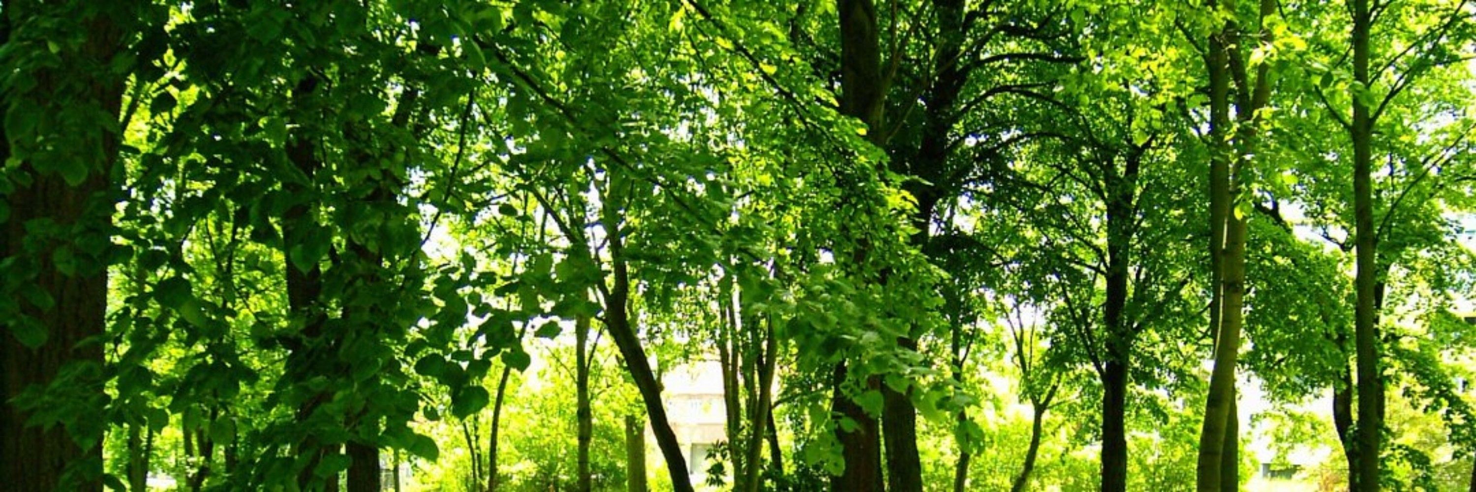 bogdan bdg