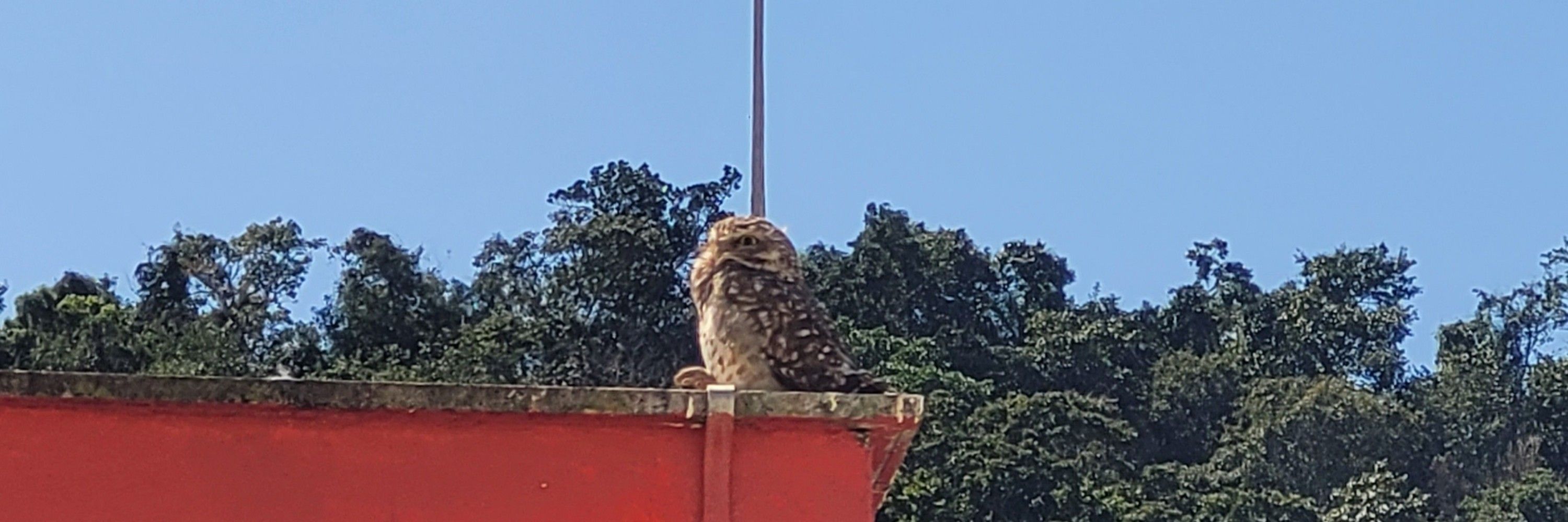 Mizinha