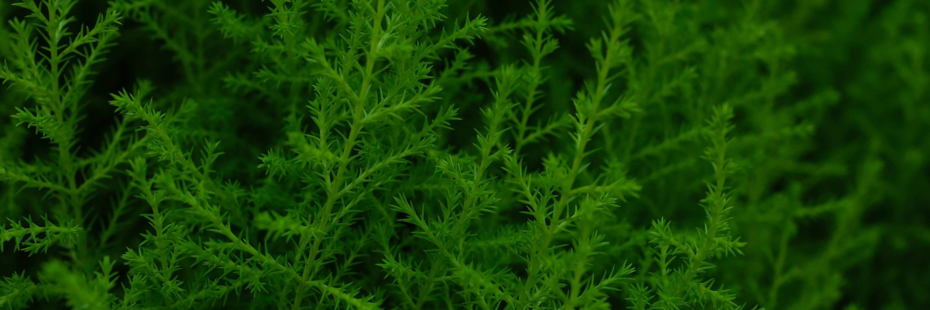 সন্দীপন