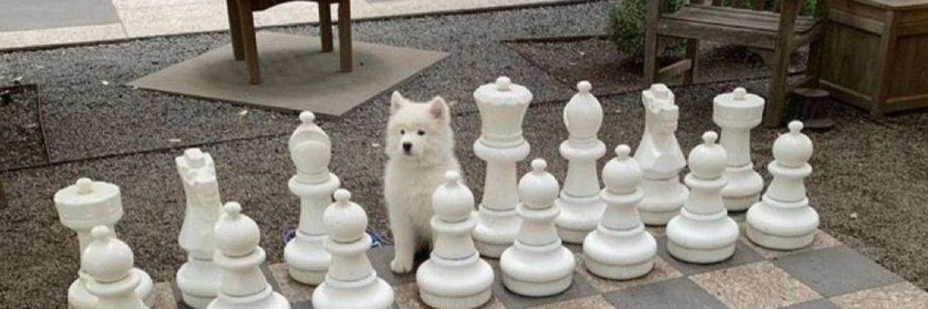 Emotional Support Animal (Please Pet)