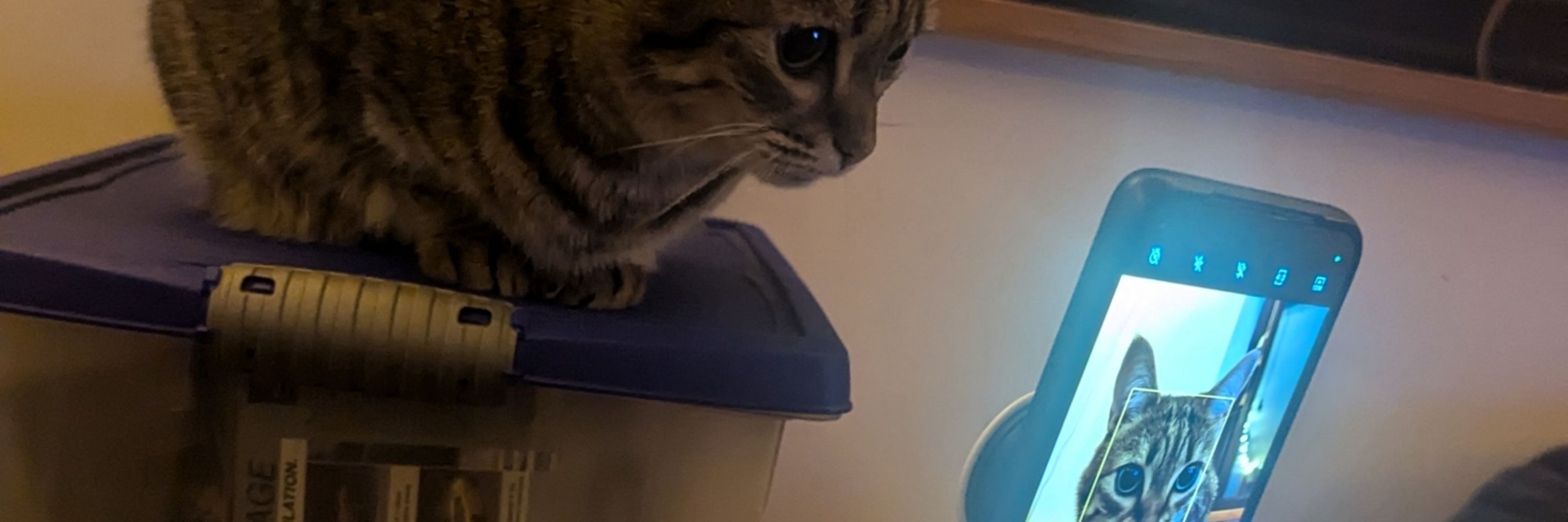Tom