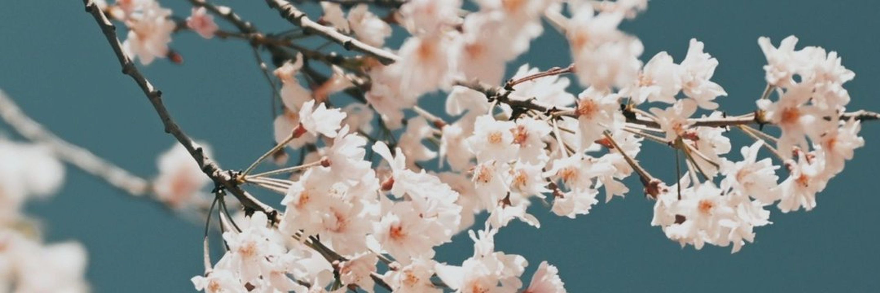 临江老师（开发版）