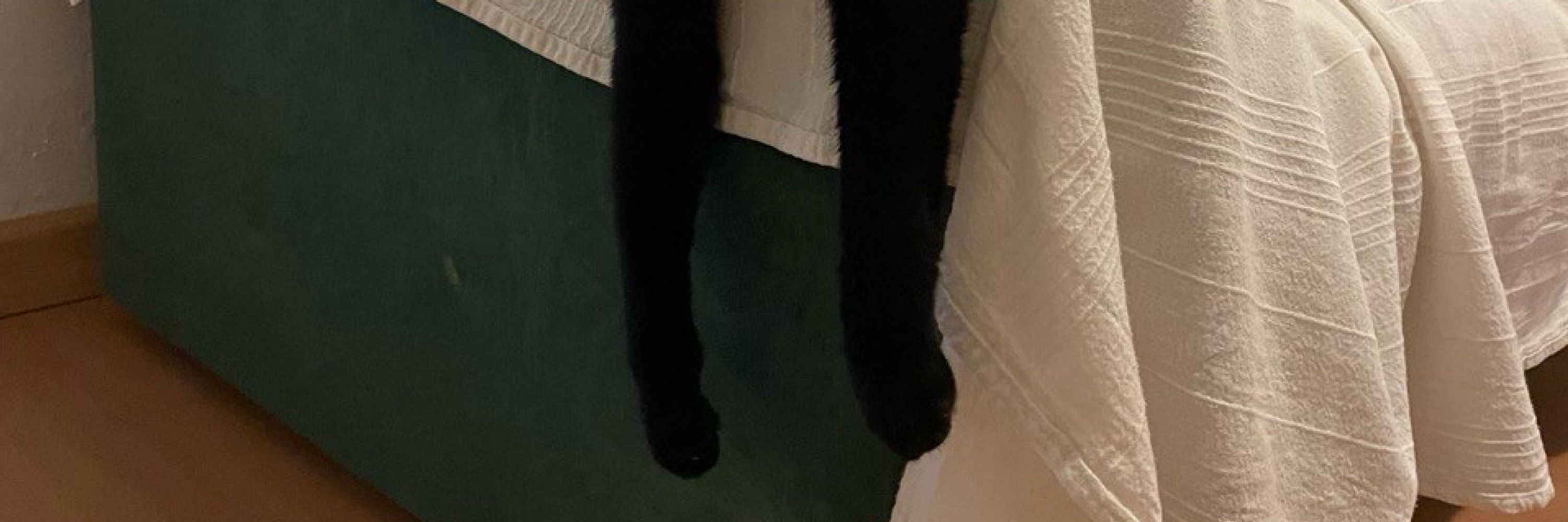 Gato
