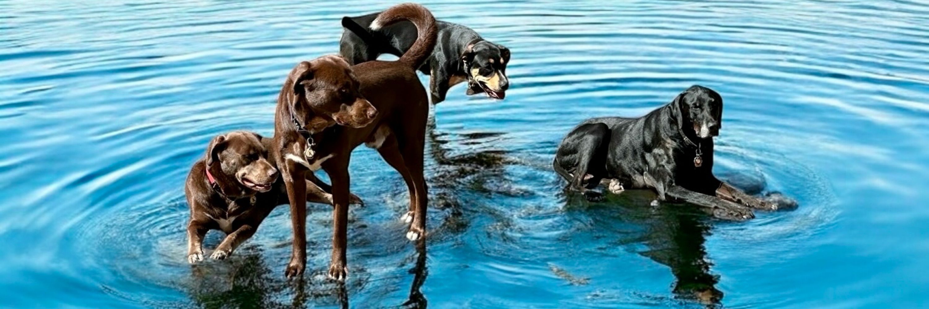 Dogs Trained by Behaviour Unleashed