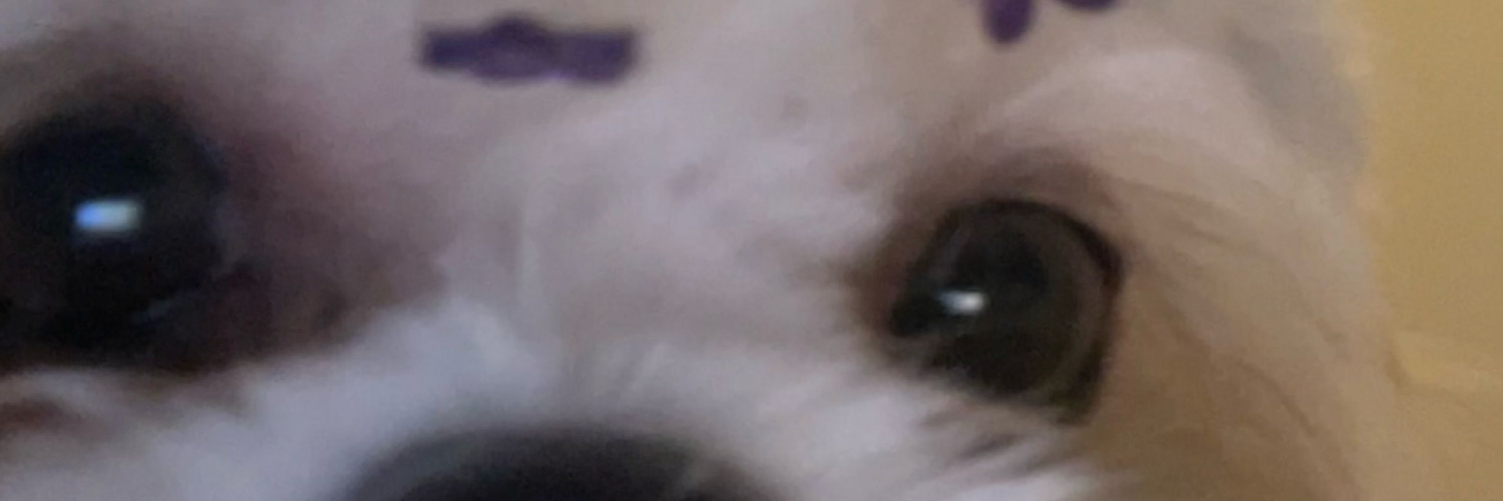 Vi