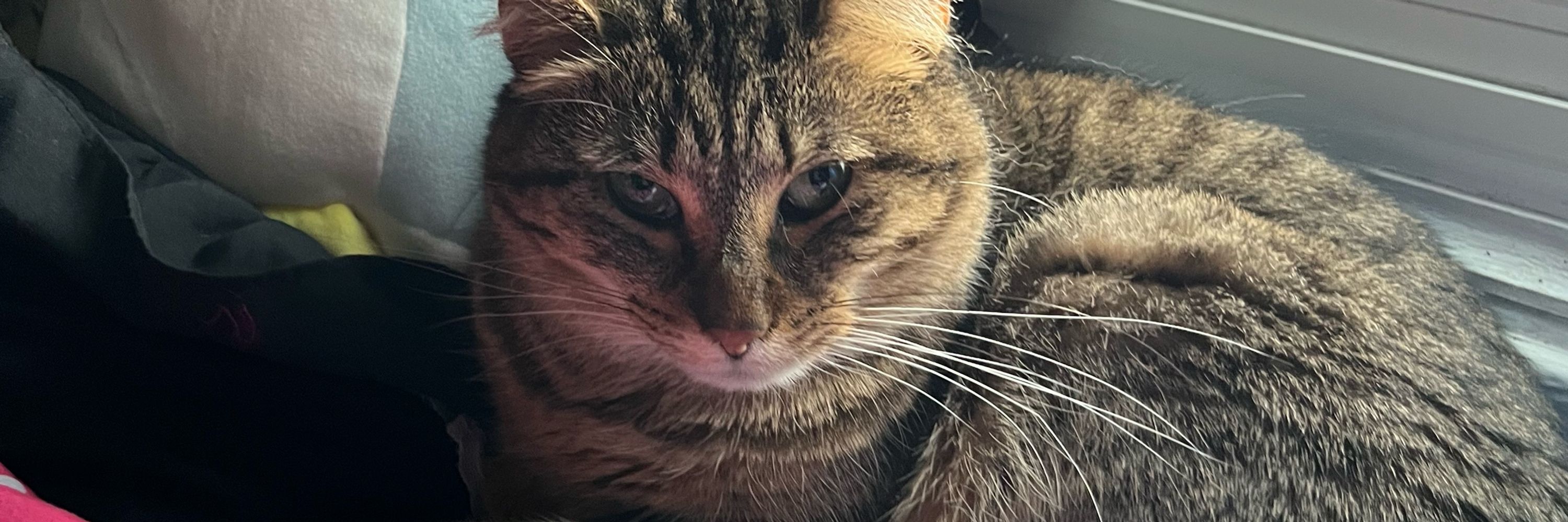 Milo :3