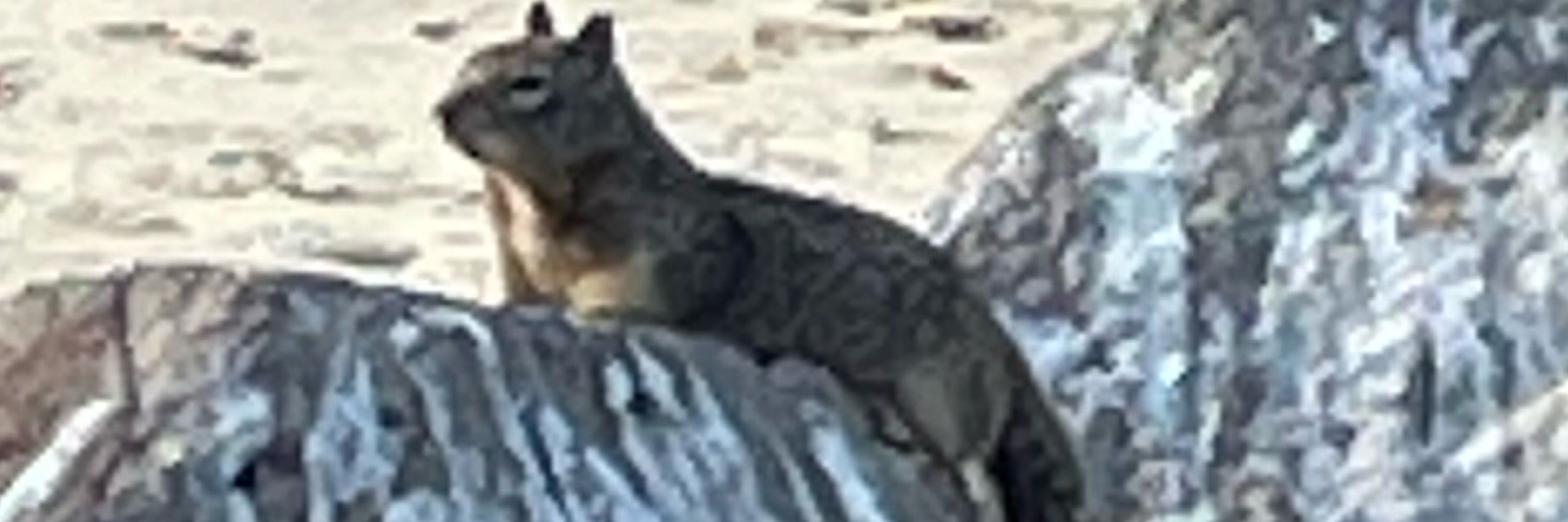 A Beechey Ground Squirrel
