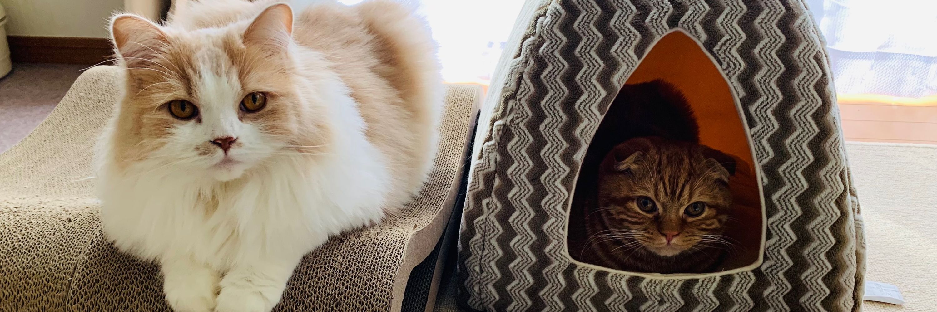 🐈🎮
