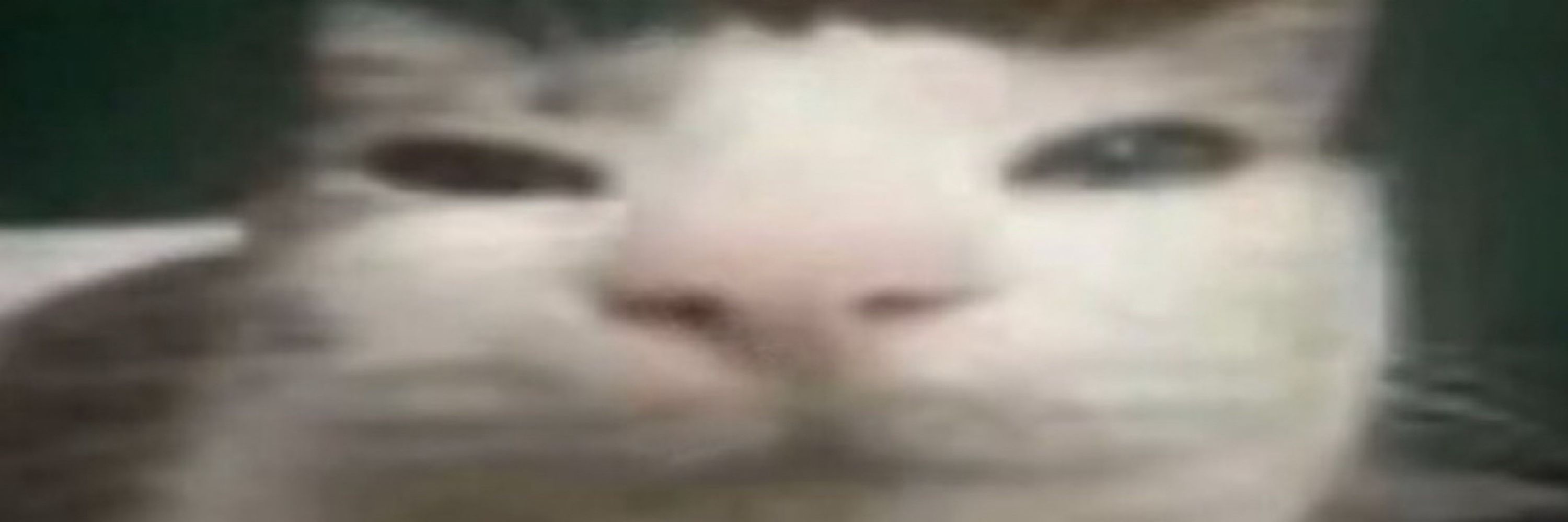 Crow but Yapping