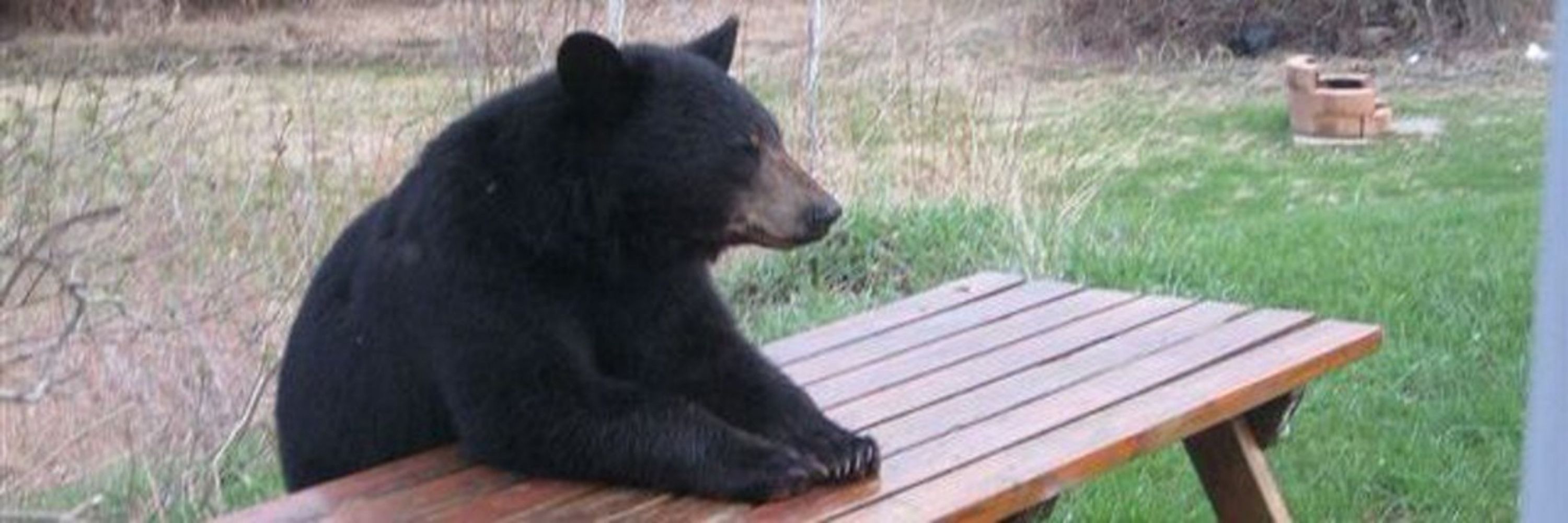Blckbear