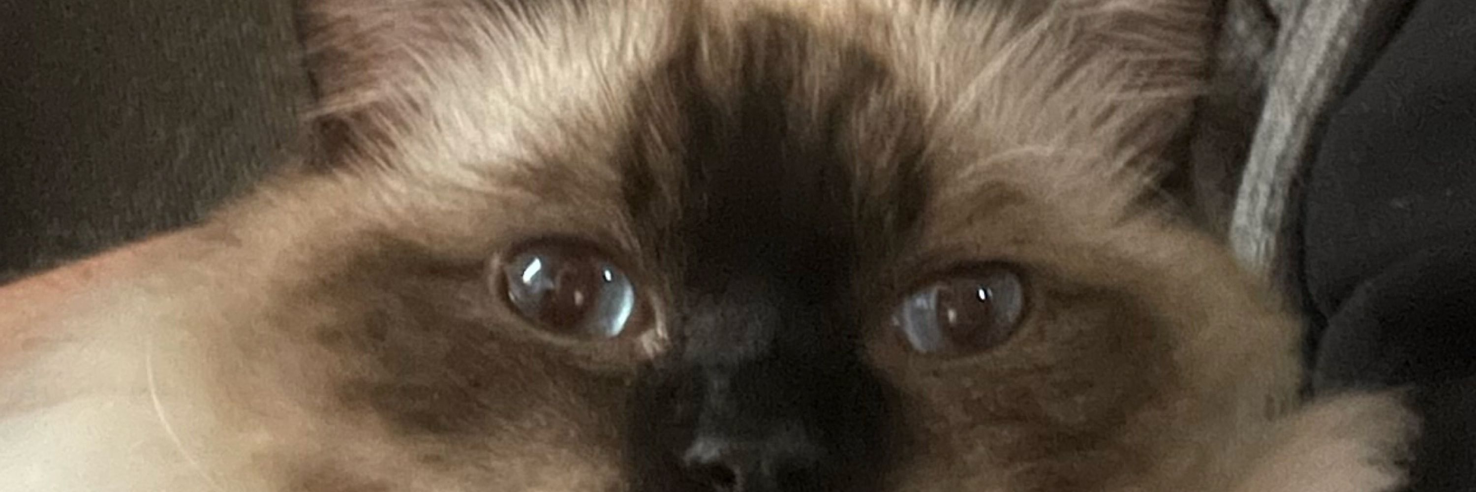 Grumshow