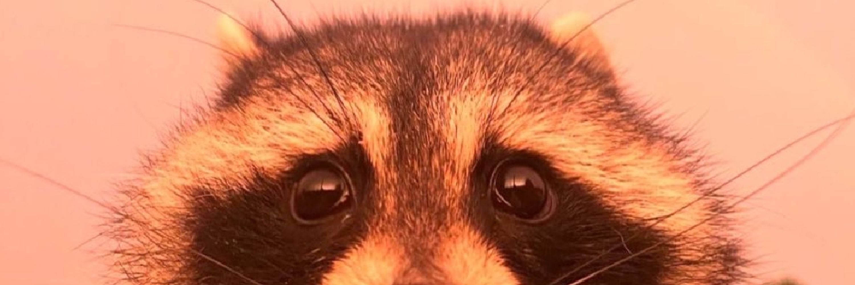 Ari