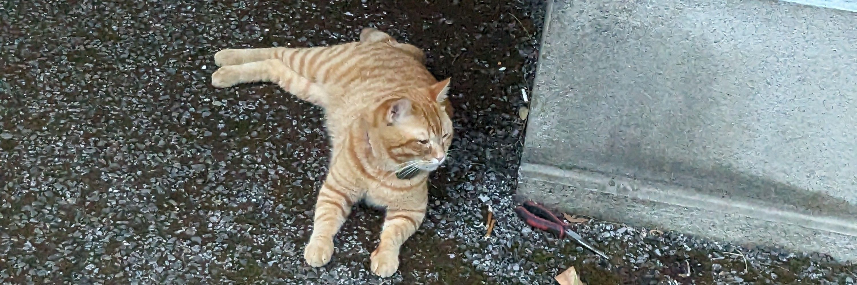 はまち