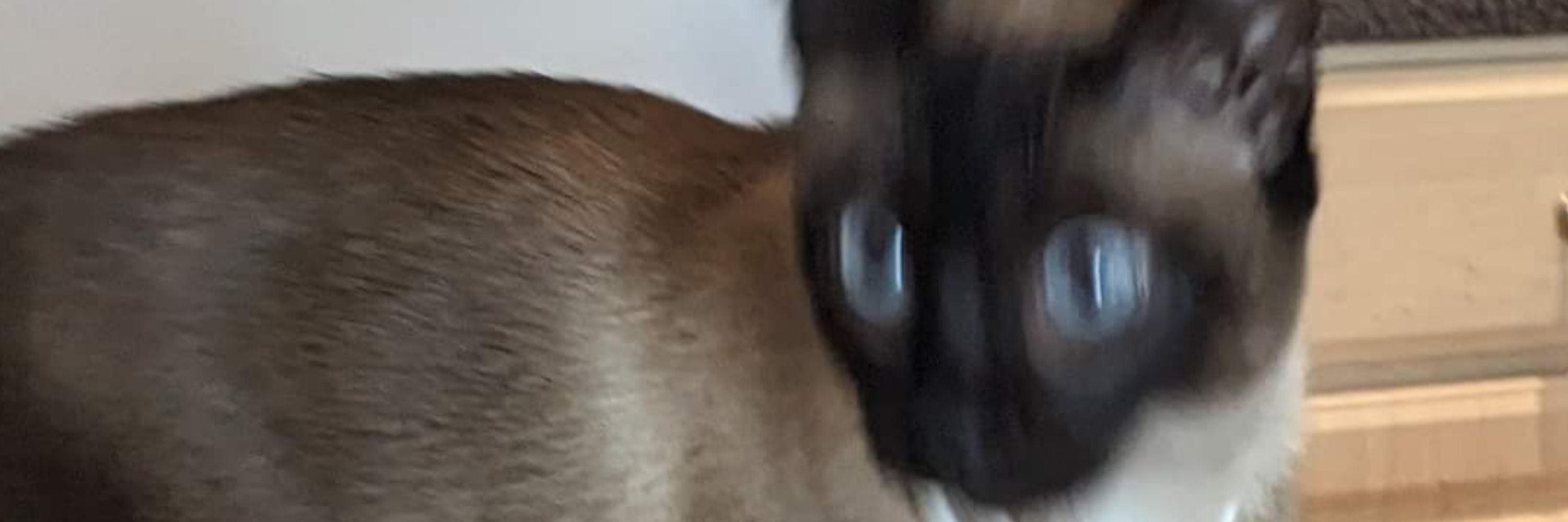 BeanKnowsBall