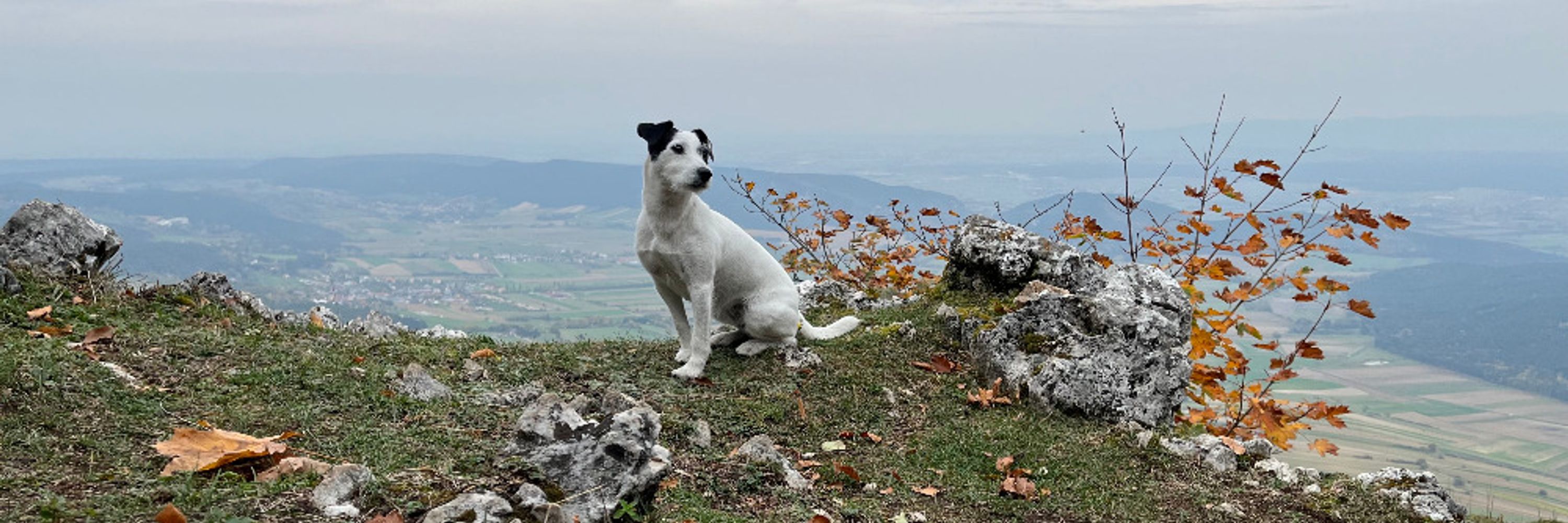 Jitka Polechová