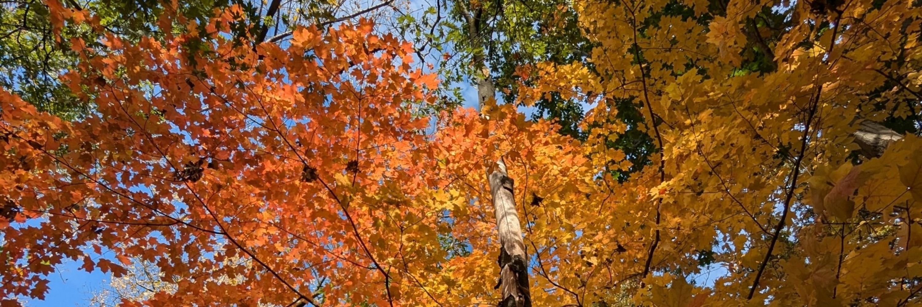 Amber