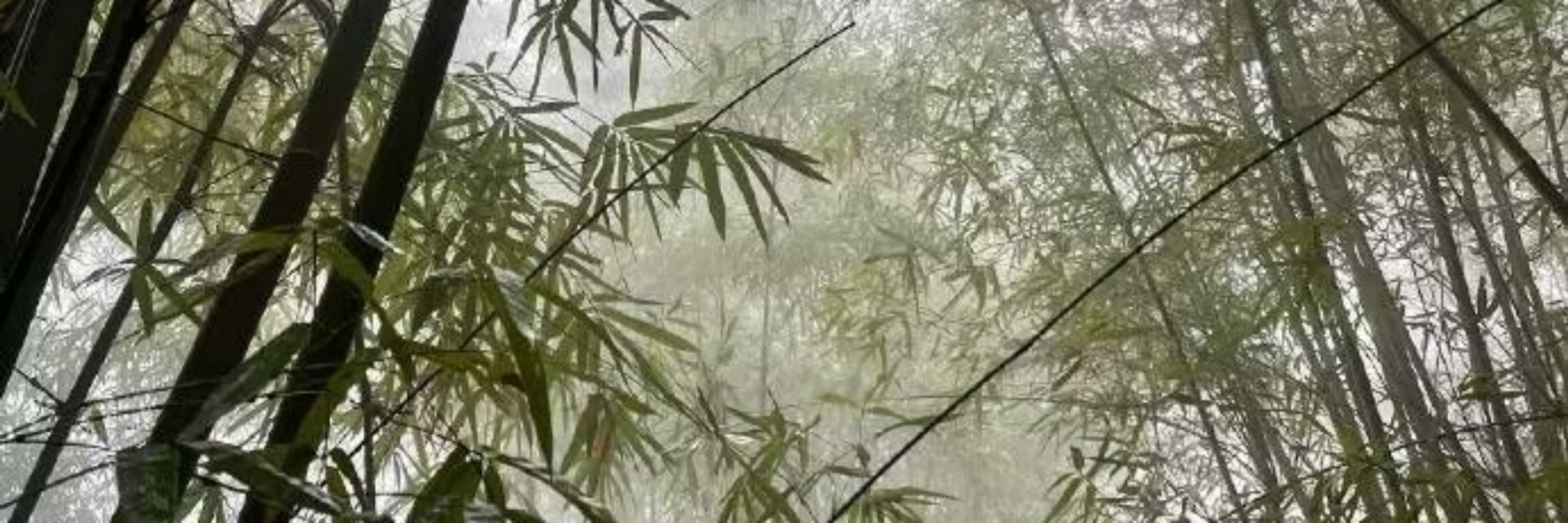 楀