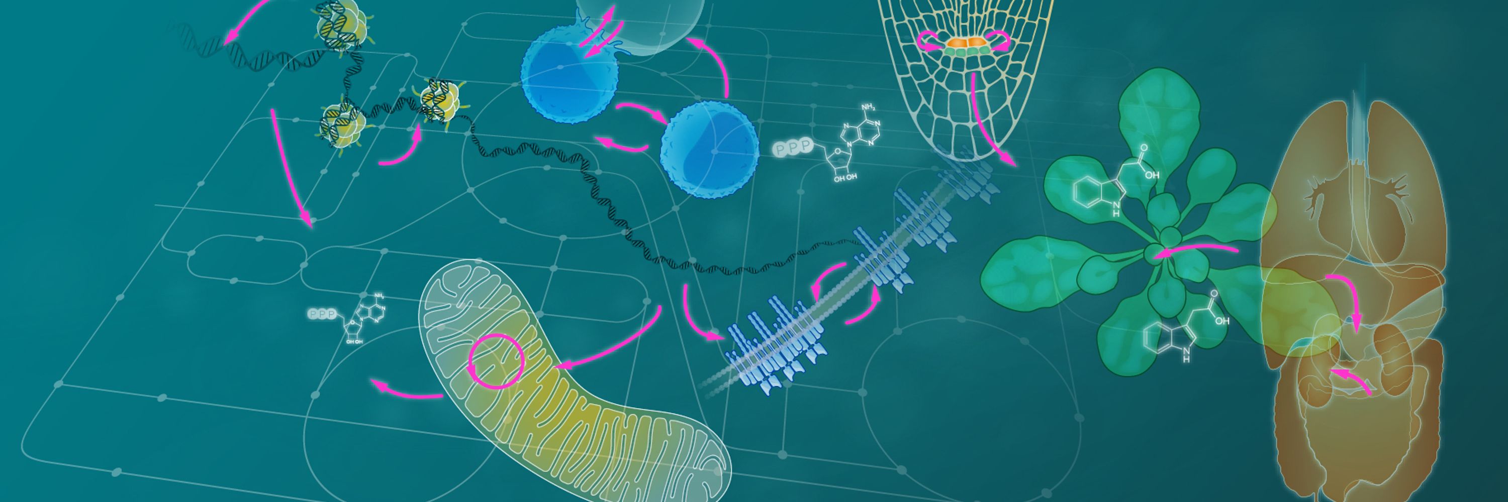 CIBSS – Centre for Integrative Biological Signalling Studies