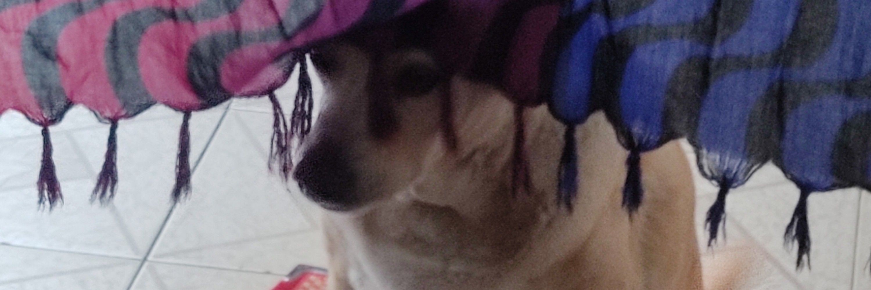 Pamella
