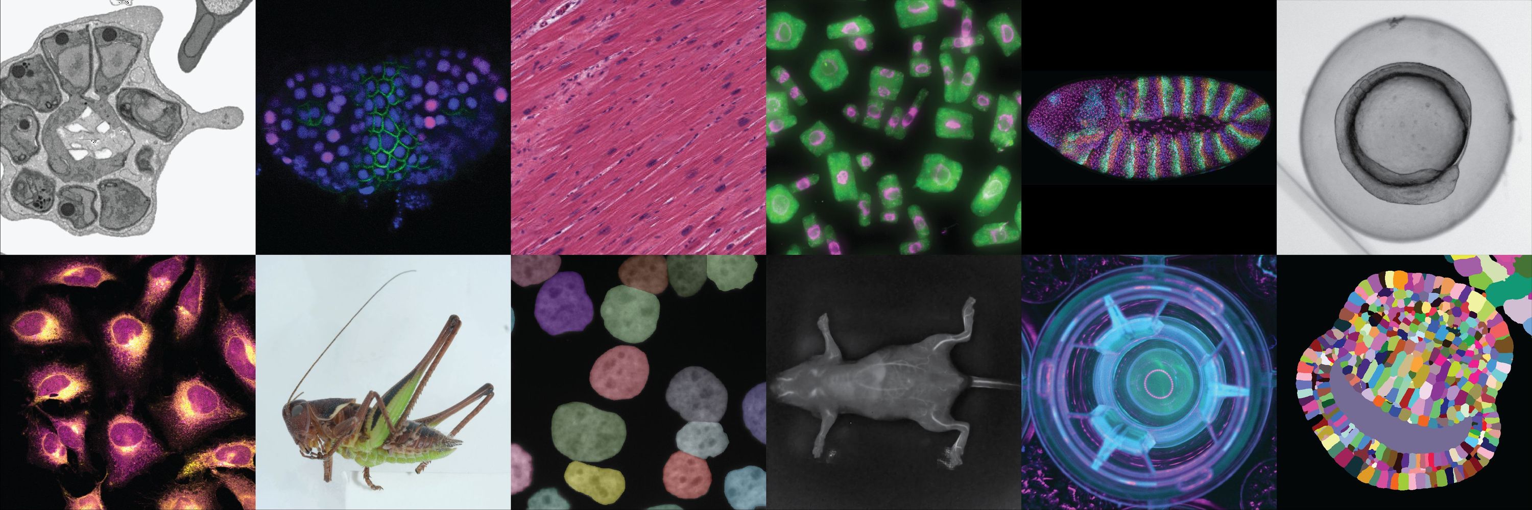 The BioImage Archive