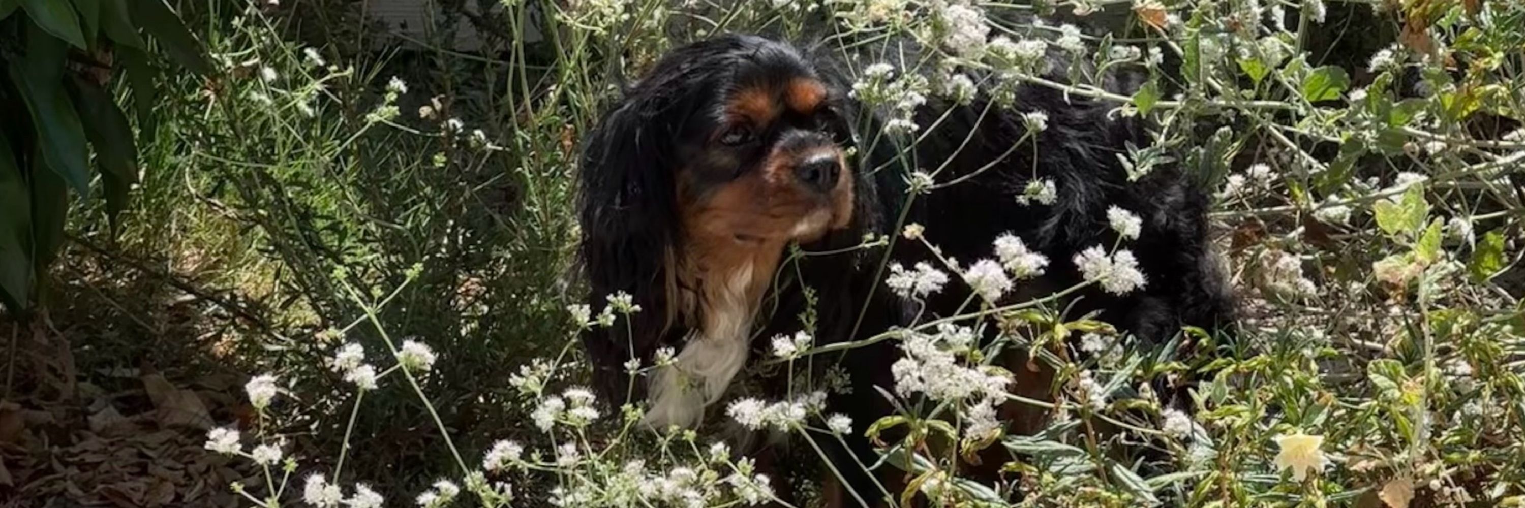 Alfie the Cavalier