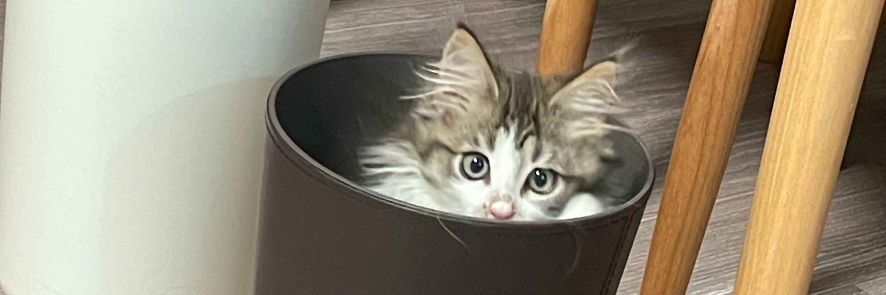 りんちゃん🔔ノルウェージャンフォレストキャット
