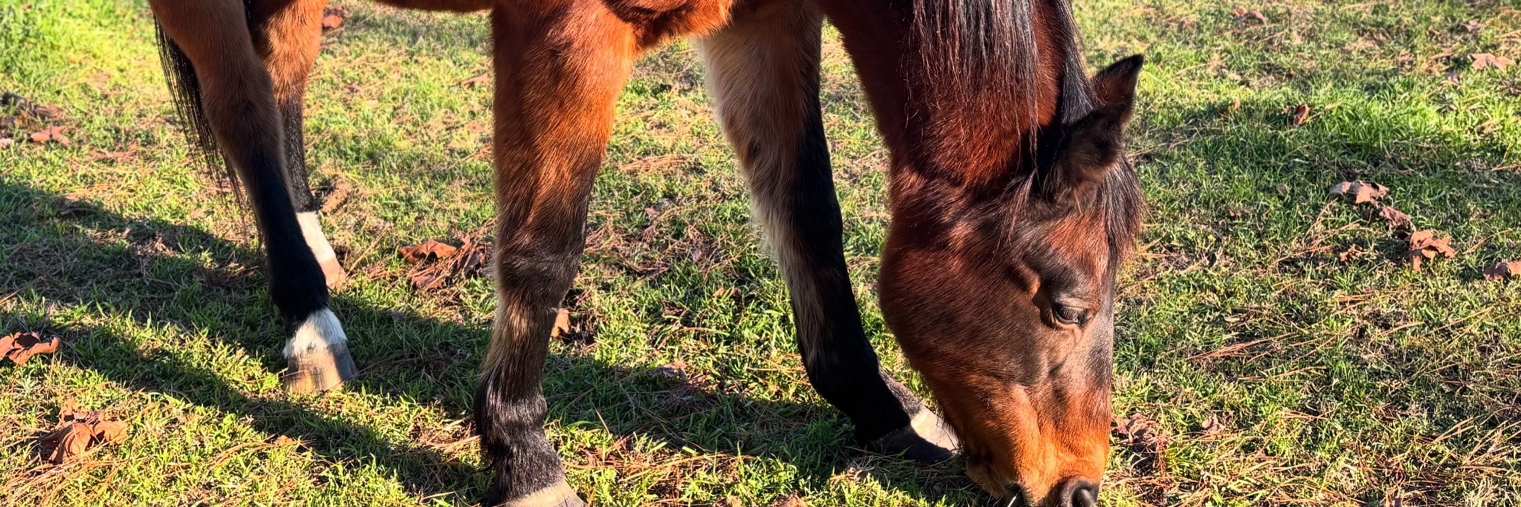 Rainbow Connection Farm Sanctuary