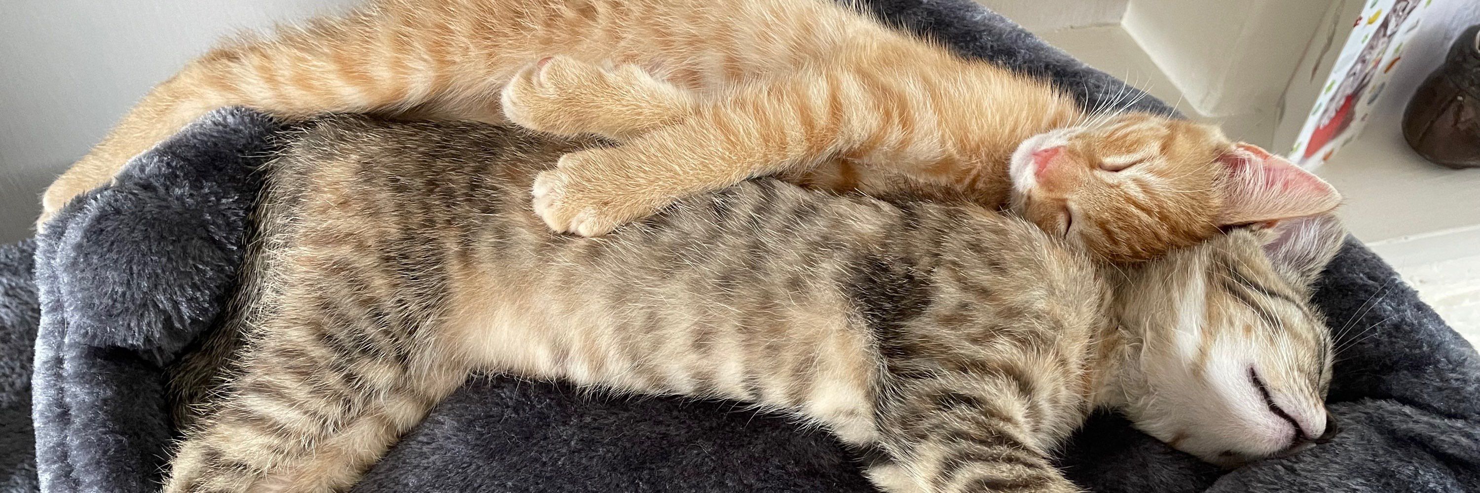 Toby & Phoebe