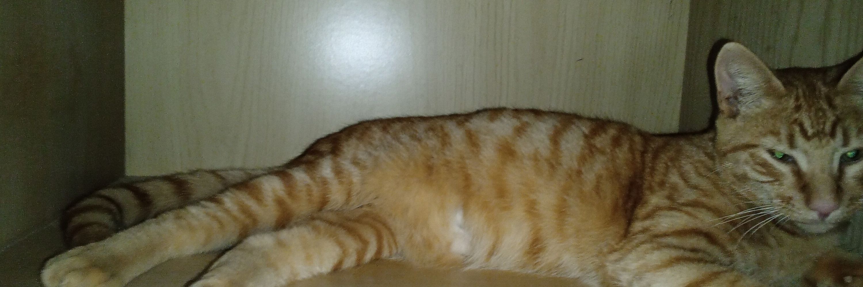Alan