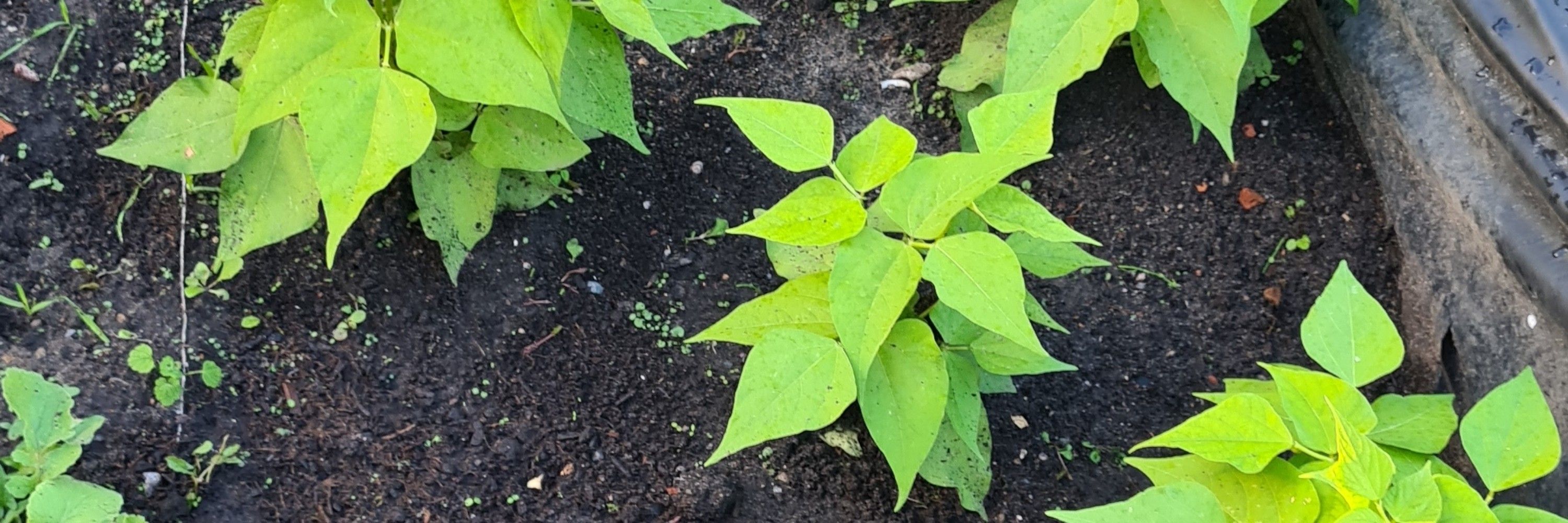 Die Gartenanfängerin