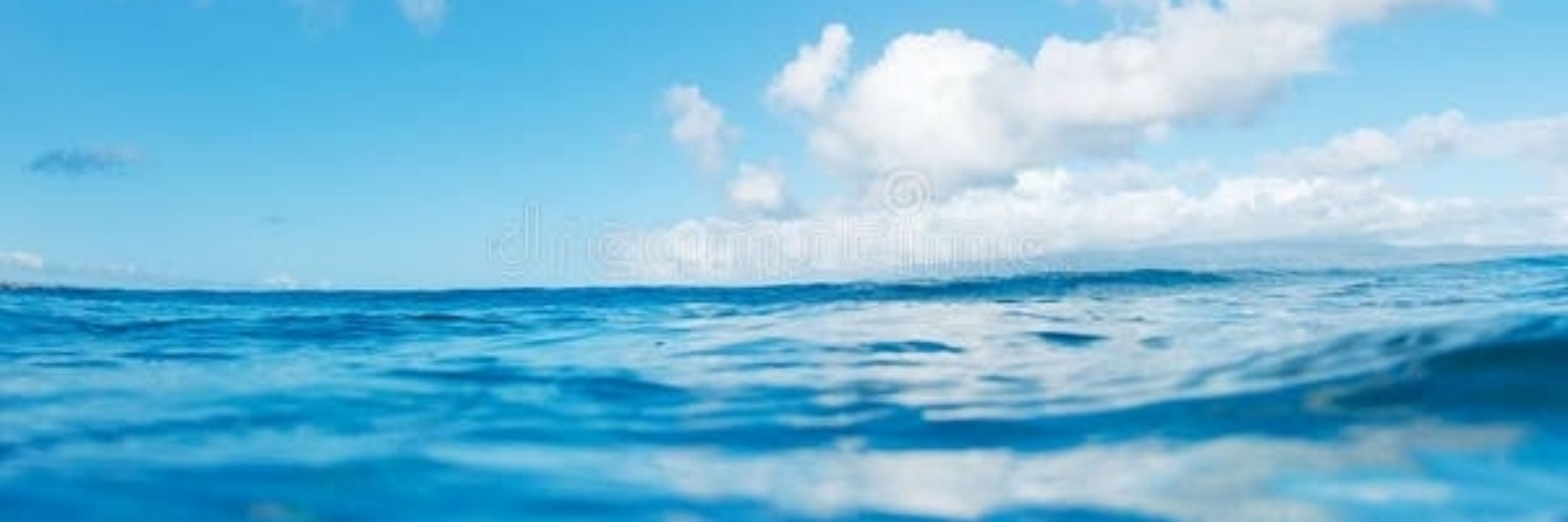 a dolphin 🐬