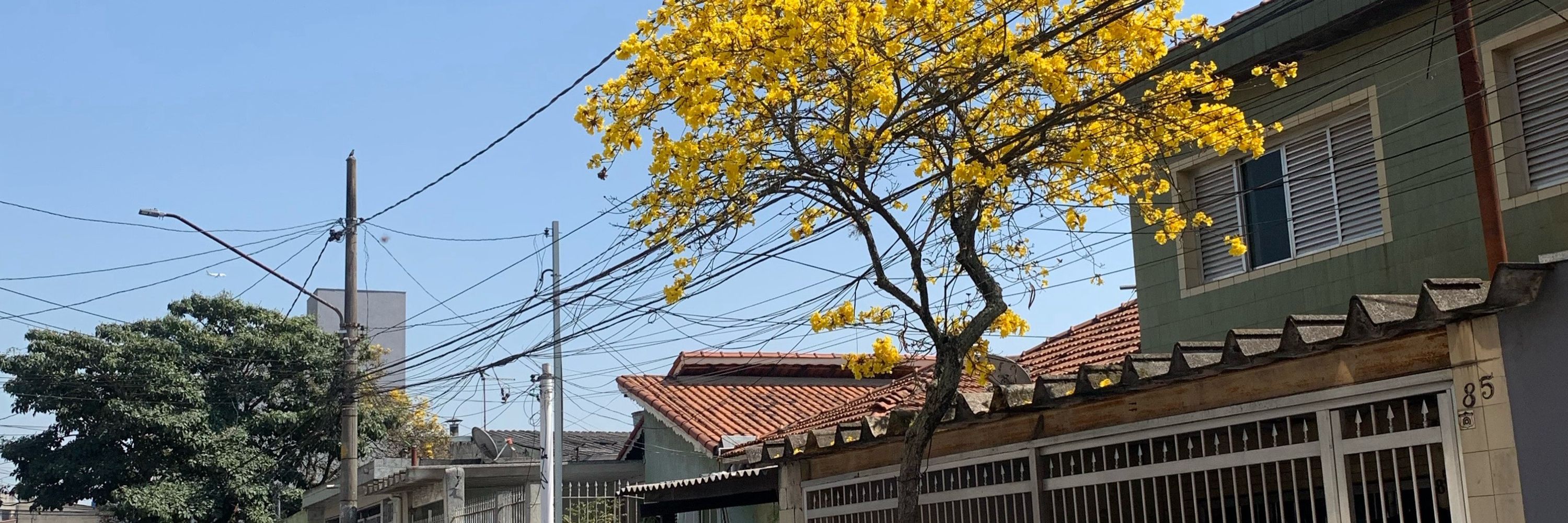 Sosoneca 