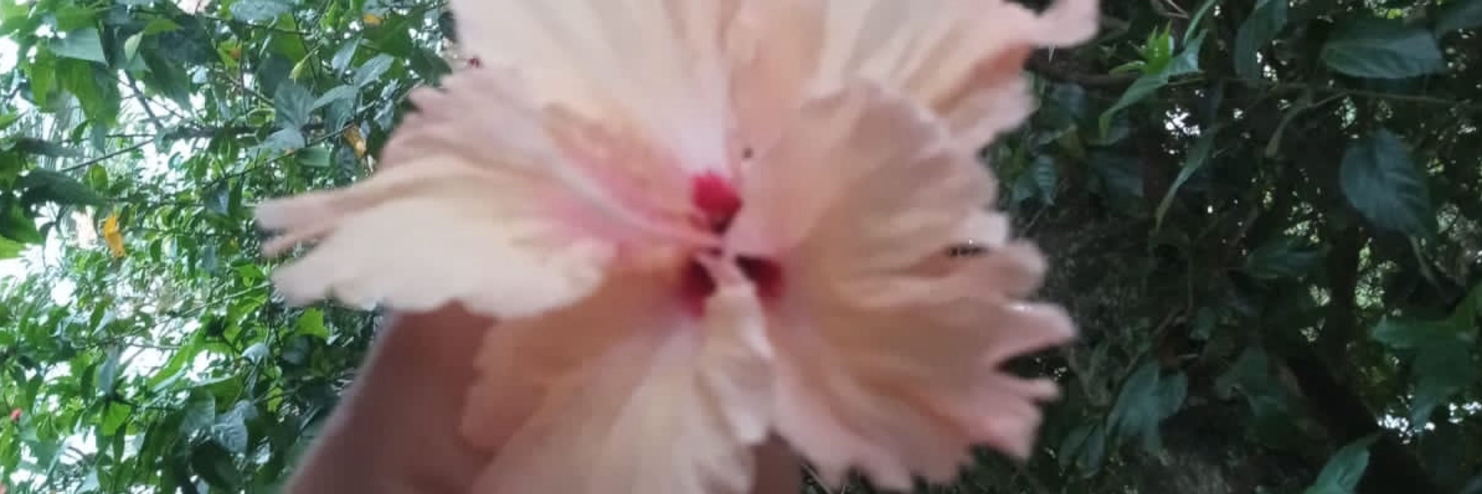 Sil