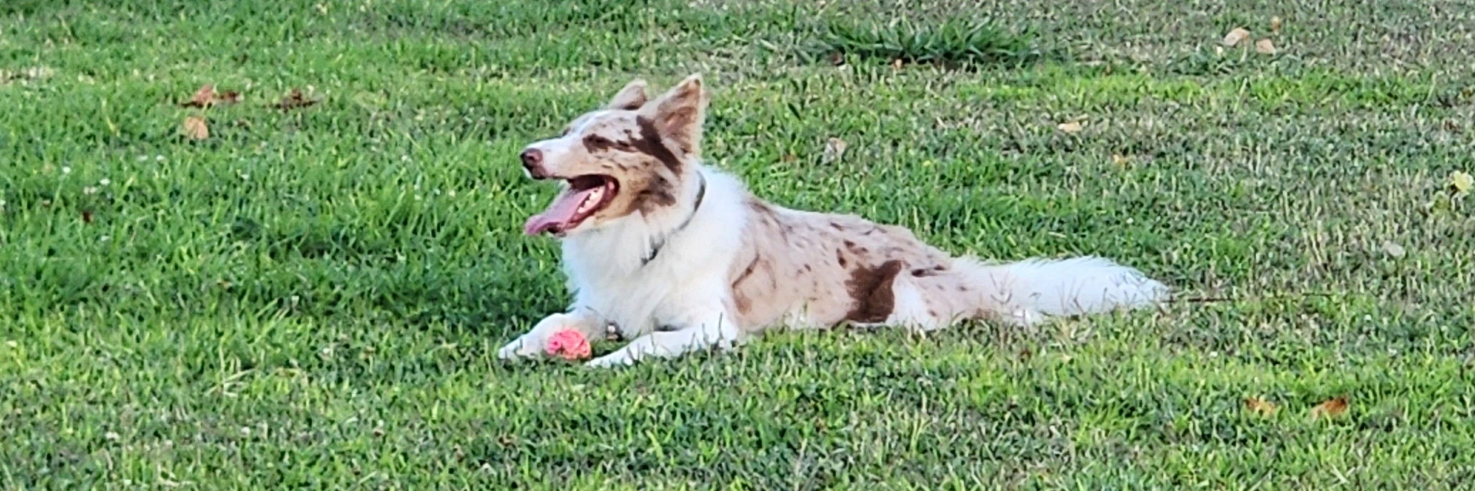 Wally