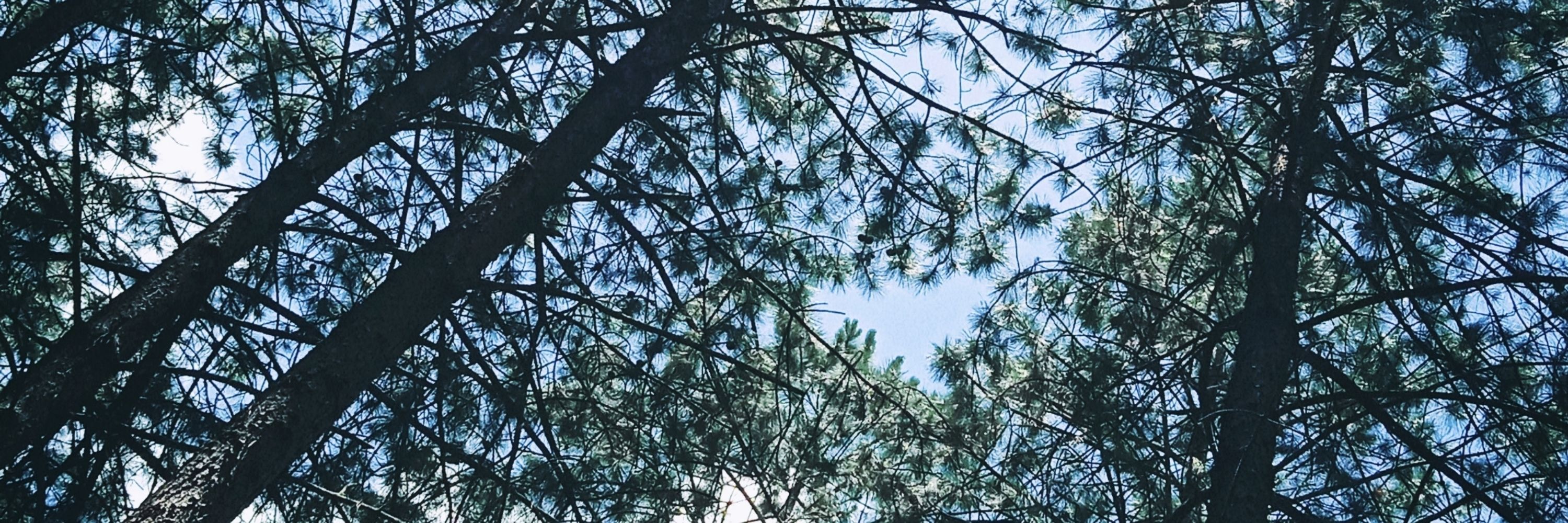 Angélica 🧉🌾